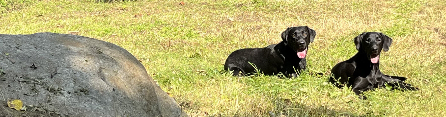 Dogs Playing at the Bark and Call Inn